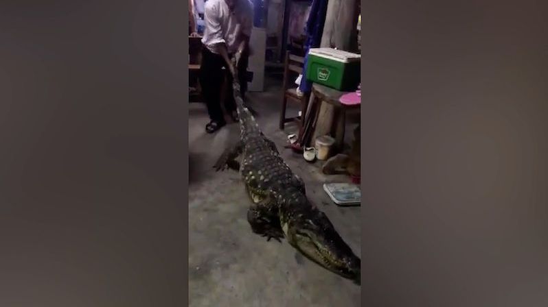 Místo hlídacího psa má rodina v Thajsku krokodýla
